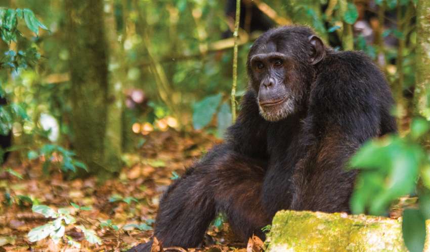 Kibale Forest Luxury Safari