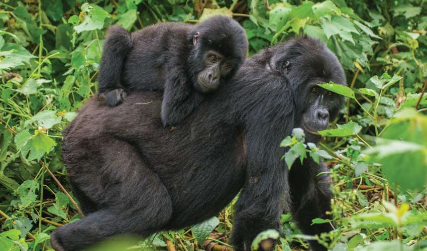 Luxury Gorilla Trekking Uganda