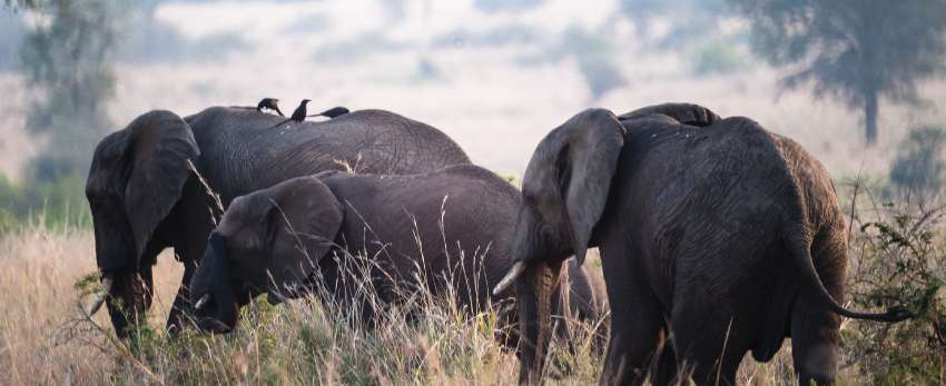 Kidepo Valley Luxury Safari