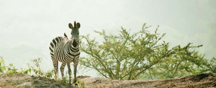 Lake Mburo Luxury Safari