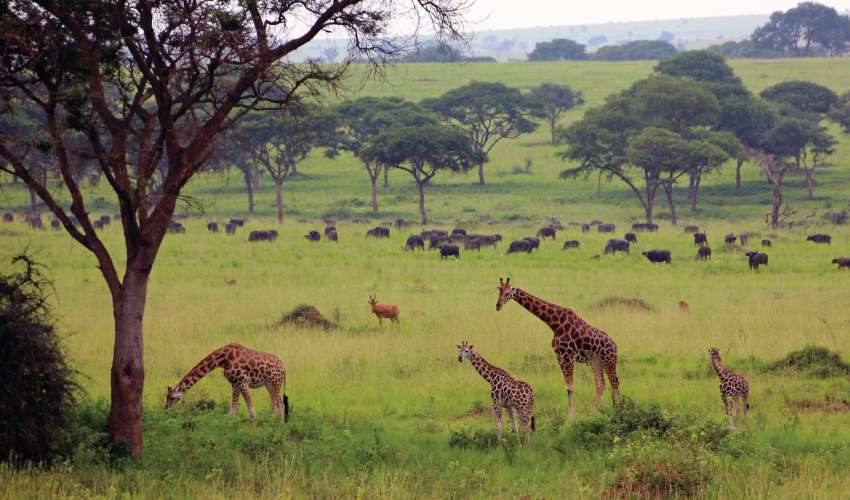Murchison Falls Luxury Safari