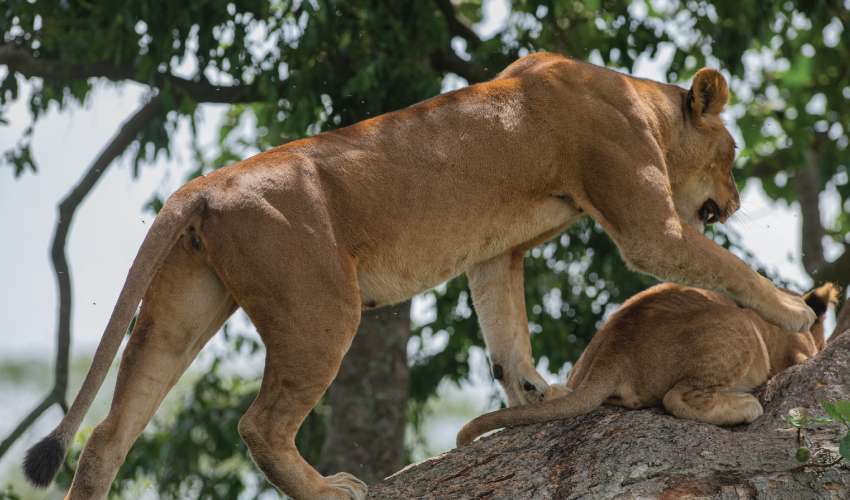 Queen Elizabeth Luxury Safari