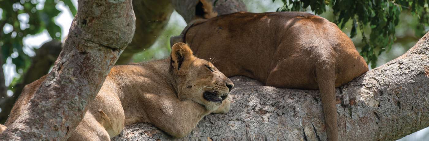 Tailor Made Uganda Safari