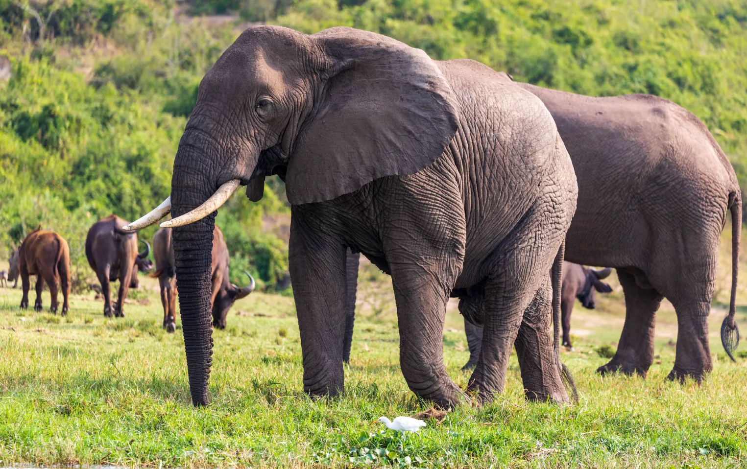 9 Days Serengeti & Ngorongoro Migration Safari