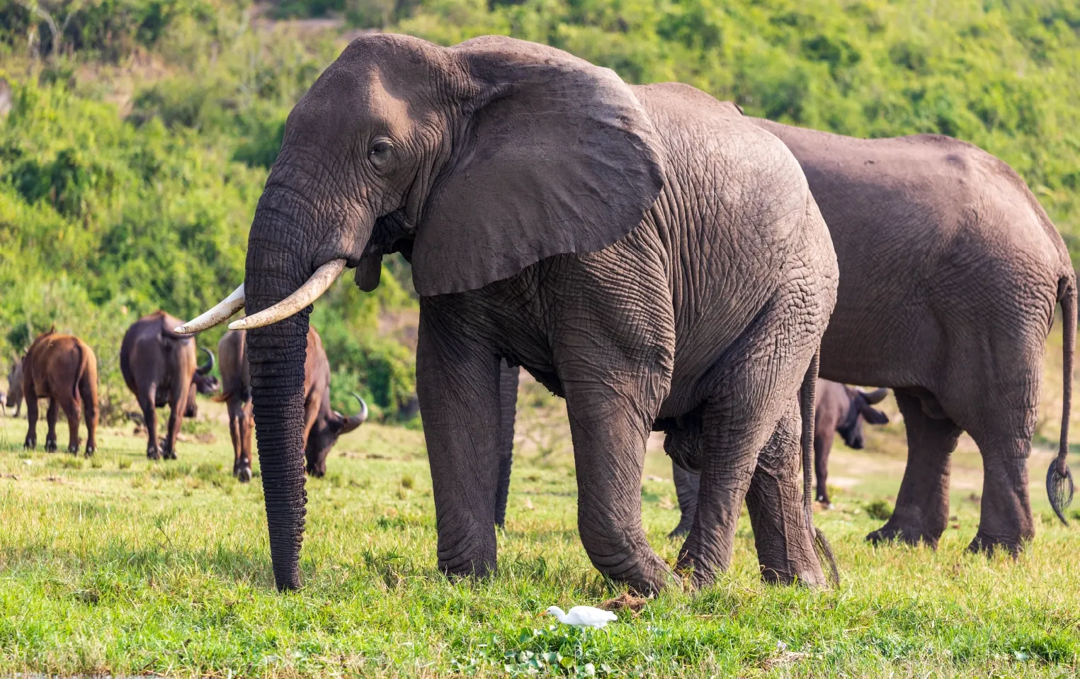 7 Days Tanzania Luxury Safari