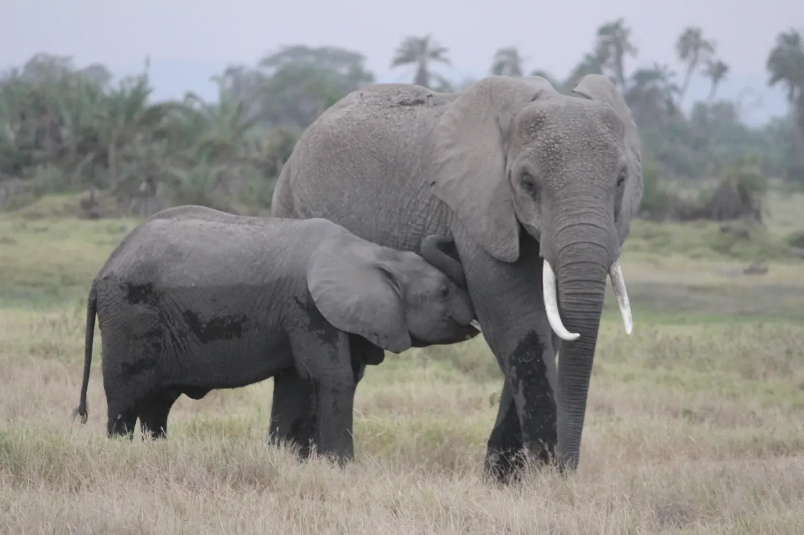 Amboseli Kenya