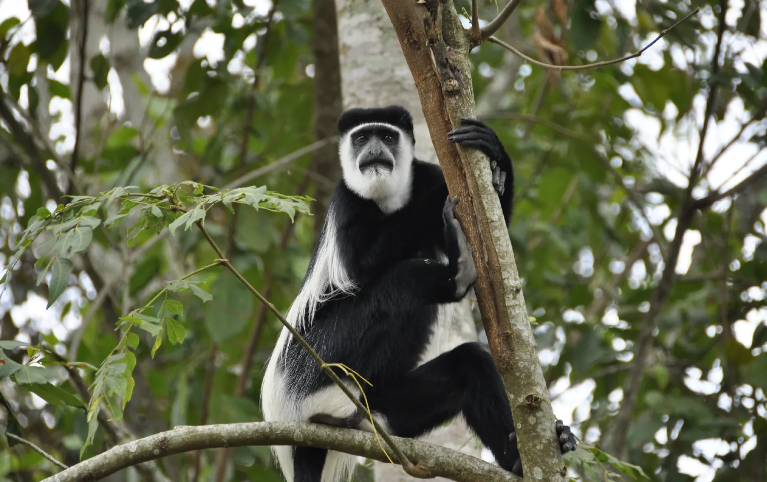 Gishwati-Mukura National Park Rwanda