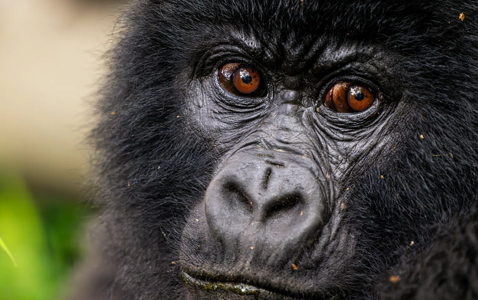 Bwindi Impenetrable National Park gorilla trekking