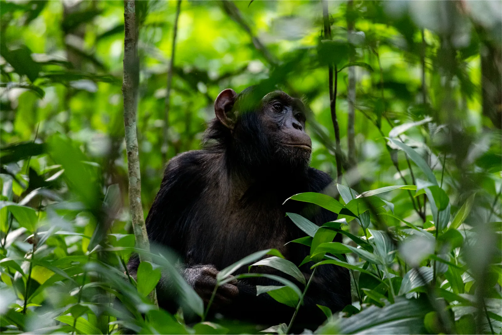 Bwindi and Kibale primate circuit safari