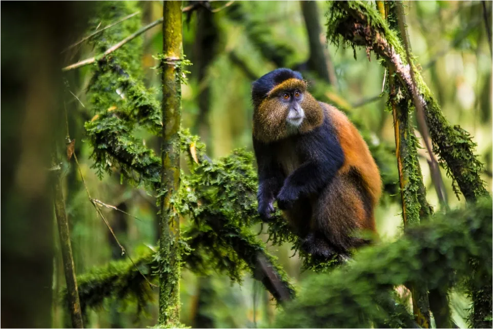Golden monkey trekking Rwanda