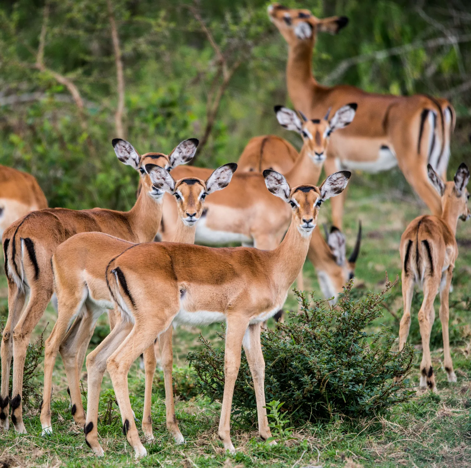 10 Days Uganda Family Safari Collection