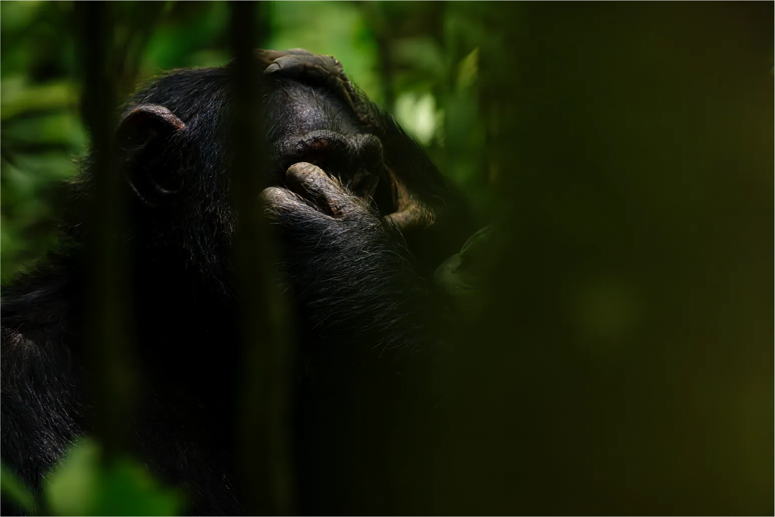 9 Days Gorillas and Chimps Collection luxury safari