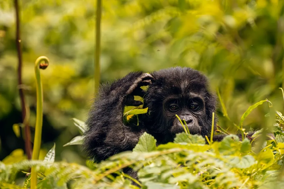 Gorilla trekking Rwanda