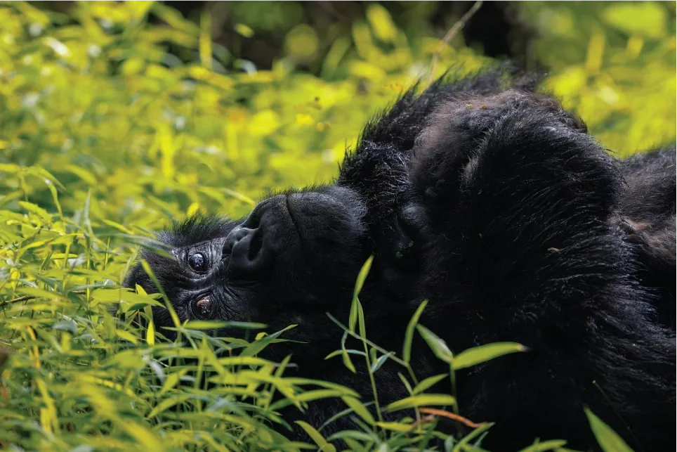 Luxury gorilla trekking safari in Uganda