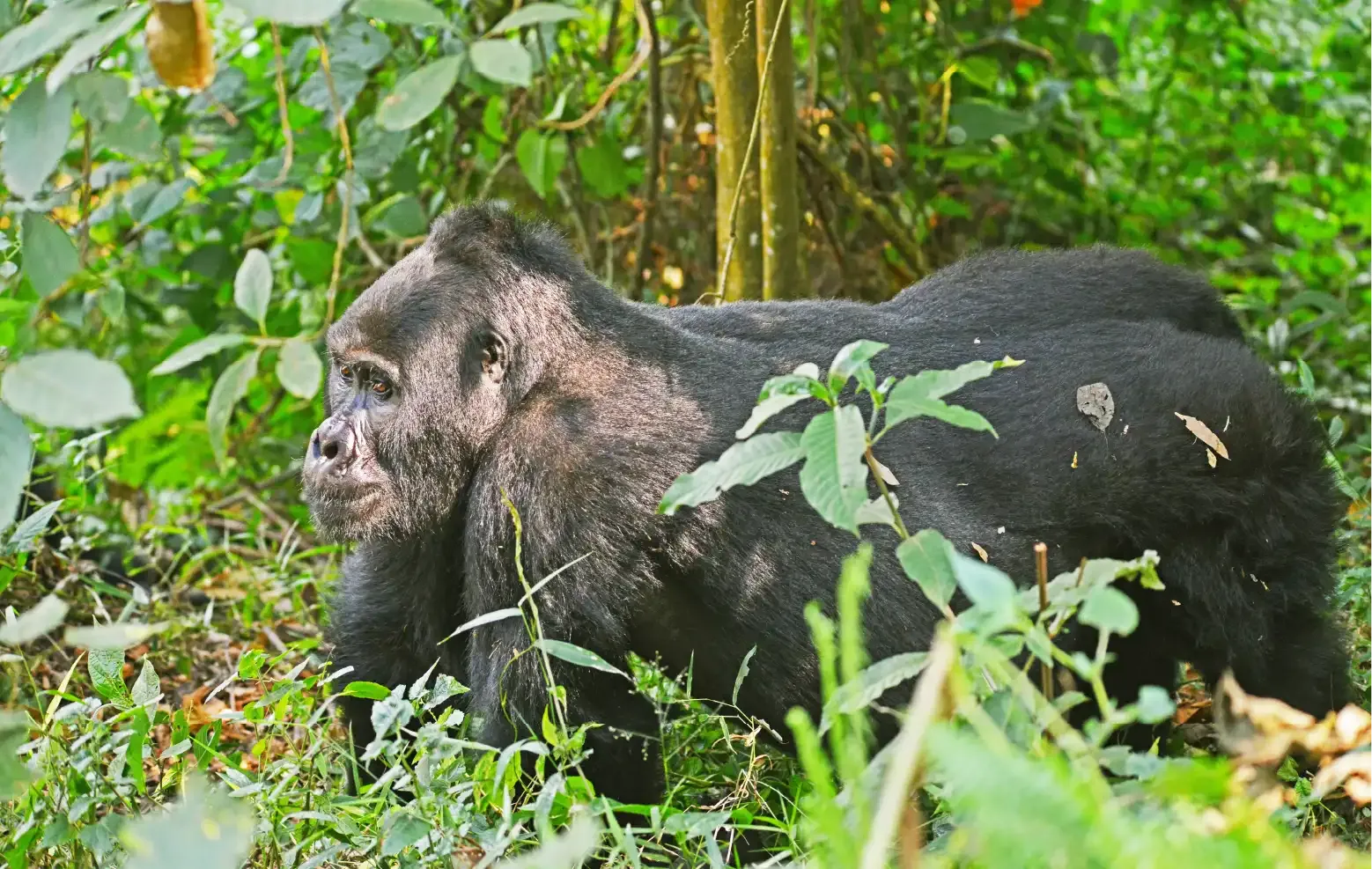 5 Days Ultimate Uganda Gorilla Collection luxury safari