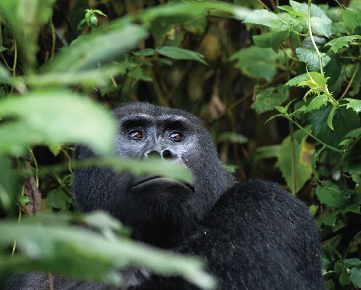 Mountain gorilla family in Bwindi Impenetrable Forest