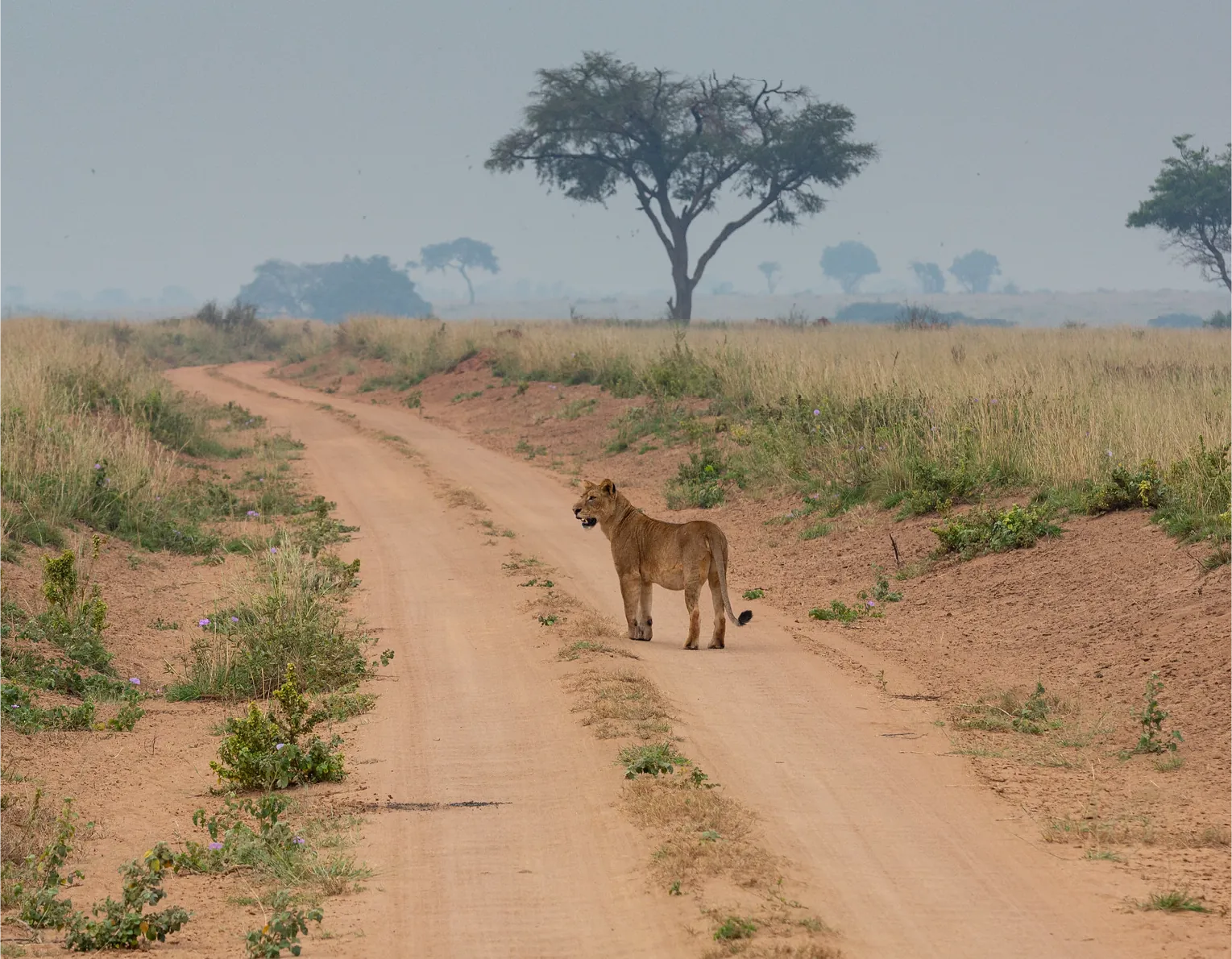 Murchison Falls wilderness landscape