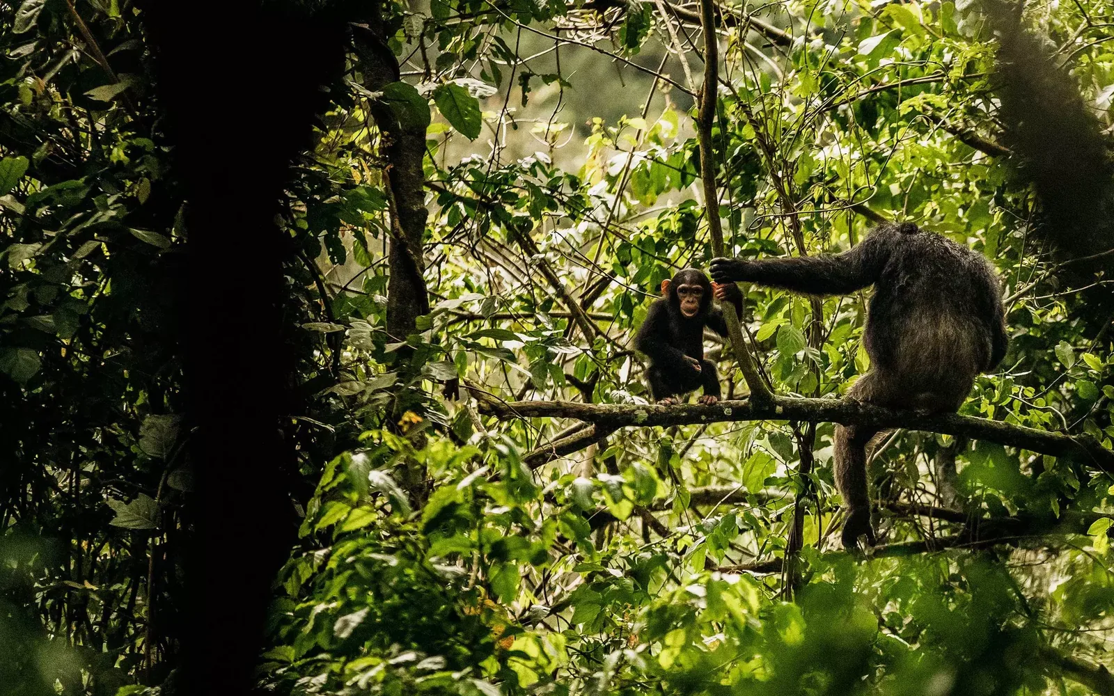 Nyungwe National Park Rwanda