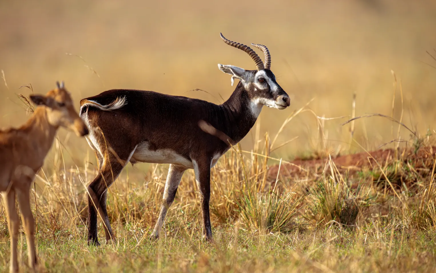 Queen Elizabeth National Park luxury safari