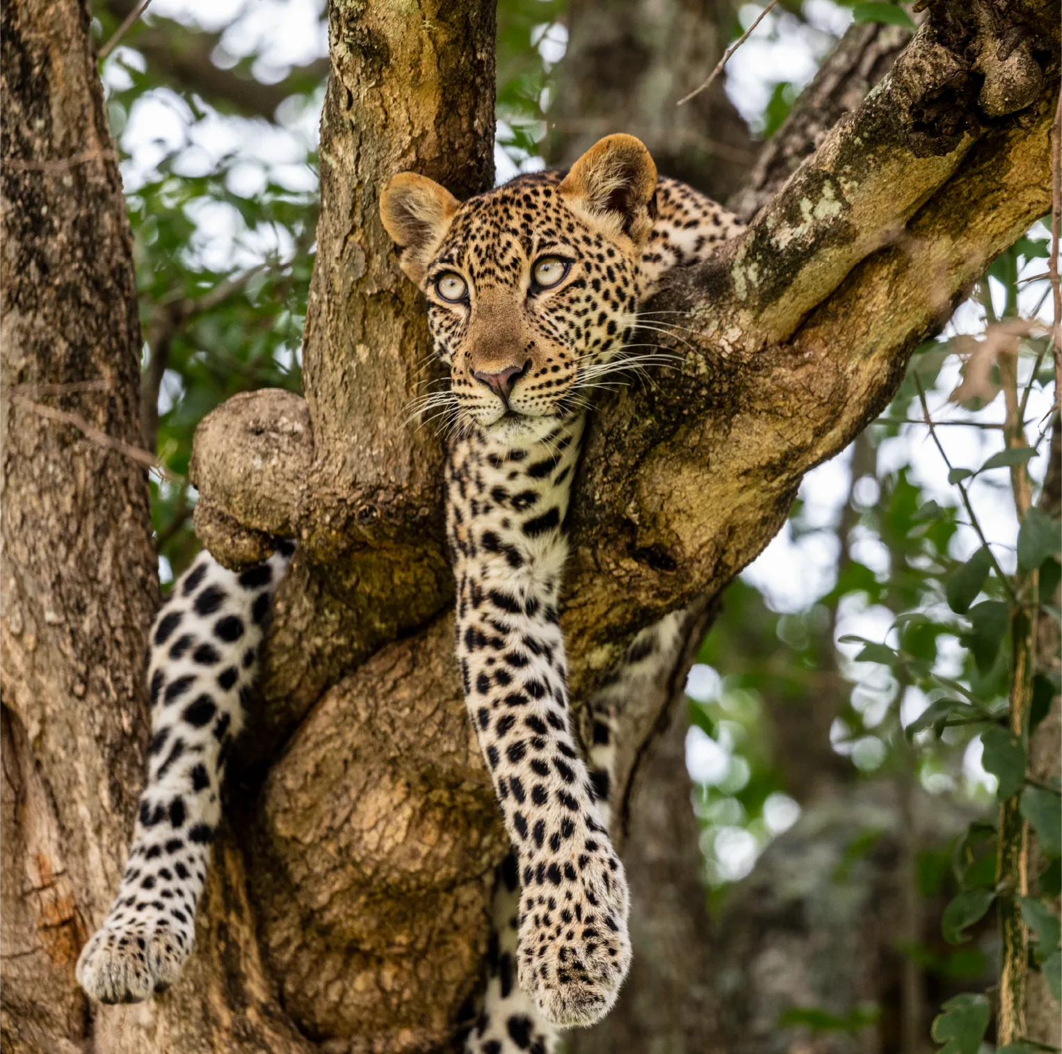 Serengeti National Park Tanzania