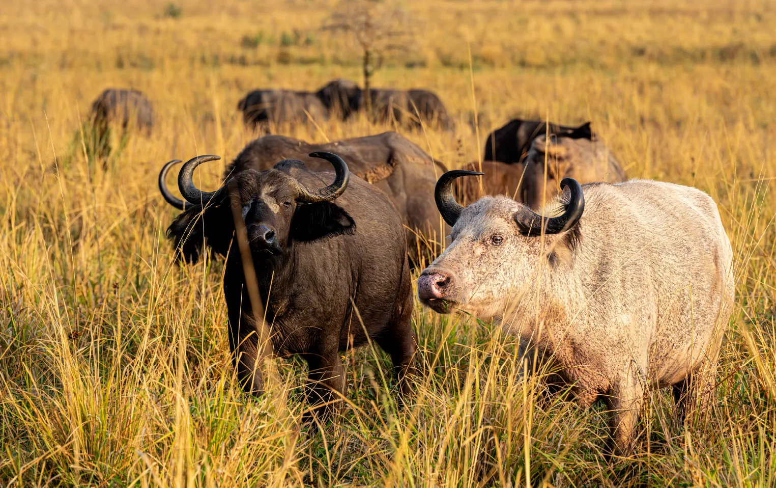 6 Days Kenya Luxury Safari