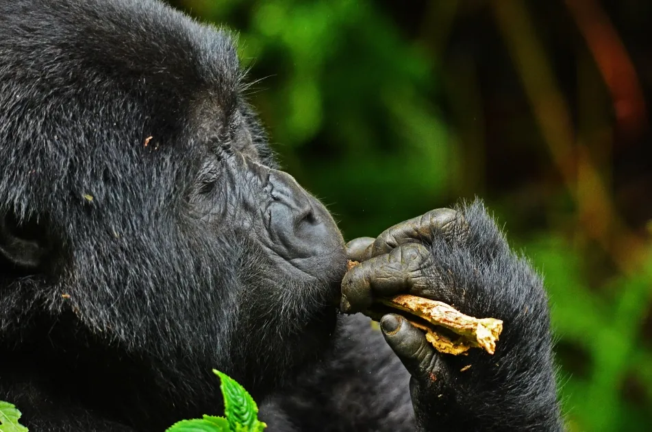 Silverback mountain gorilla close-up in Uganda