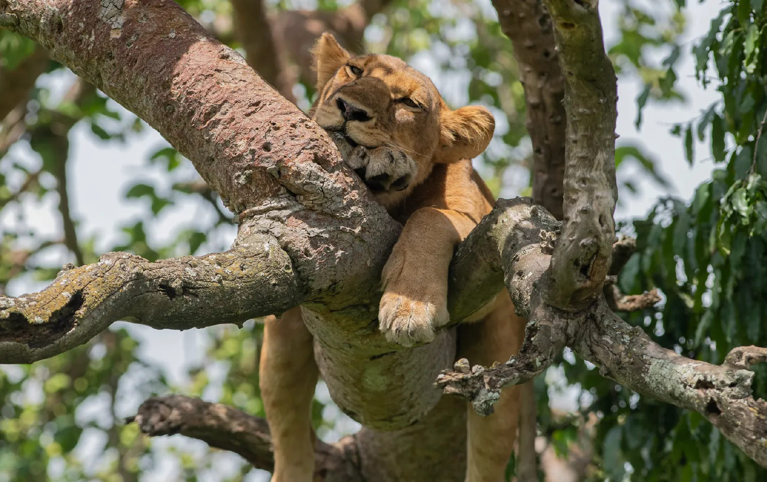 Ishasha sector tree-climbing lions Queen Elizabeth National Park