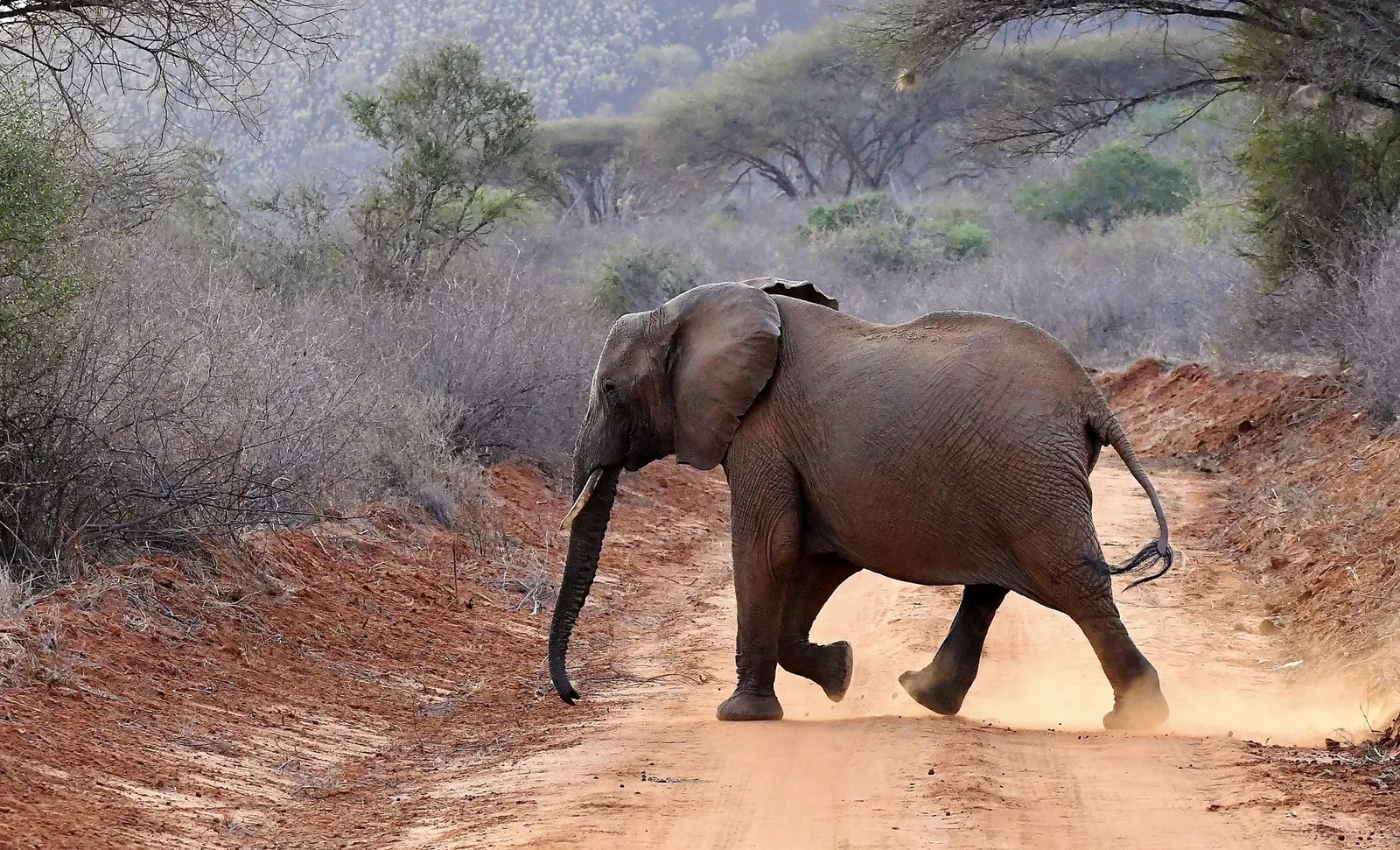 Tsavo National Park Kenya