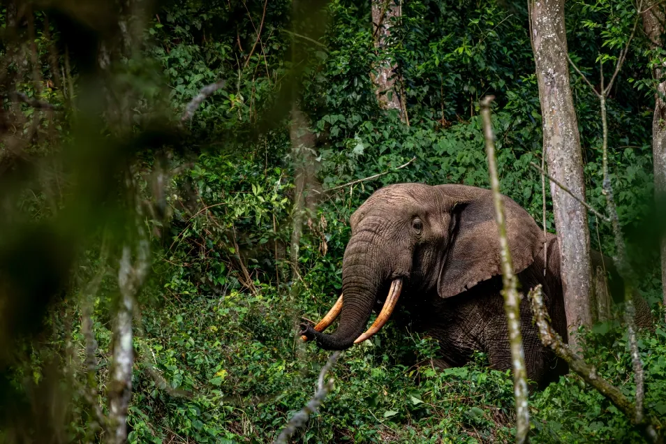 12 Days Pearl of Africa Grand Journey luxury safari